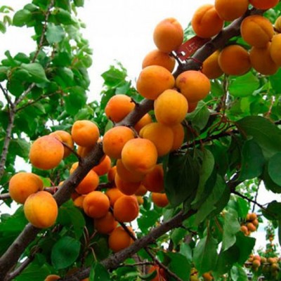 Саженец абрикоса "Ледана"